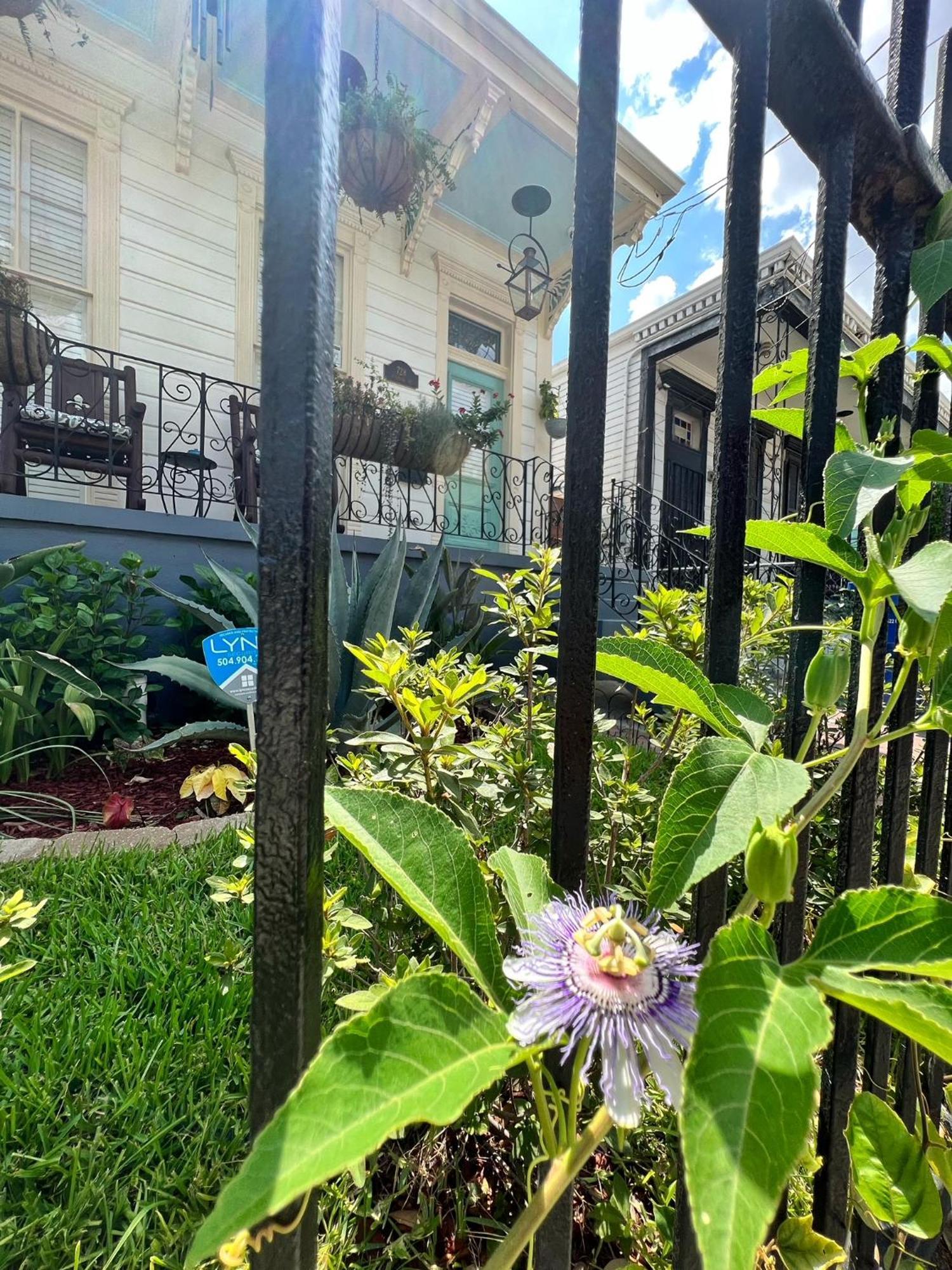 Luxury Historic Shotgun In Lower Garden District *
